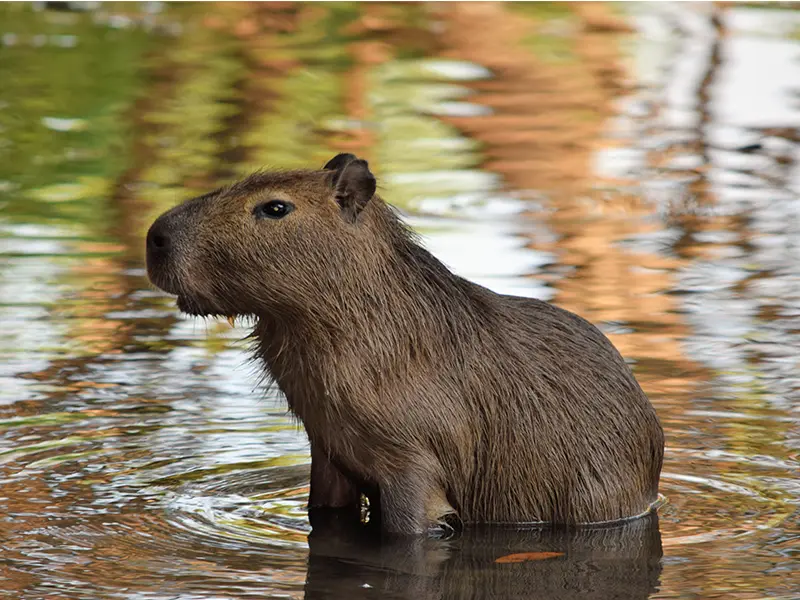 Capybara