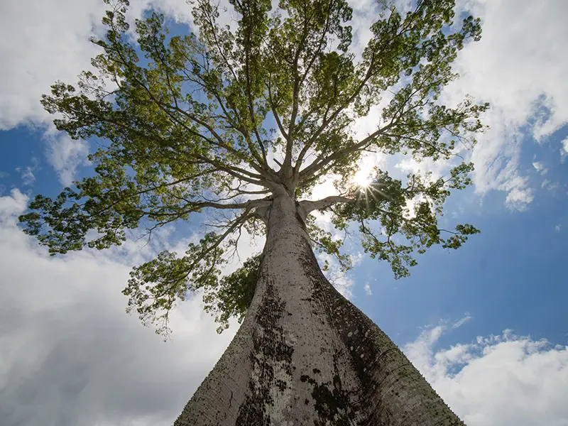 Een ceiba boom zoals de replica's in CosmoCaixa