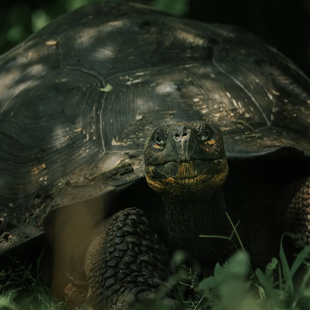 Galapagos reuzenschildpad