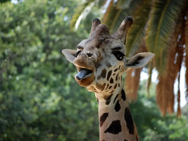 Giraffe in Zoo Barcelona