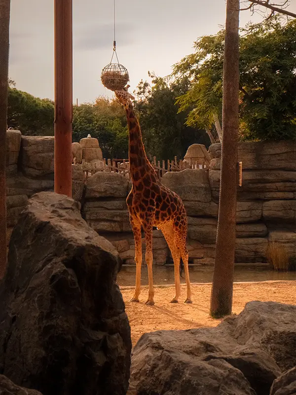 Giraffe in Zoo Barcelona