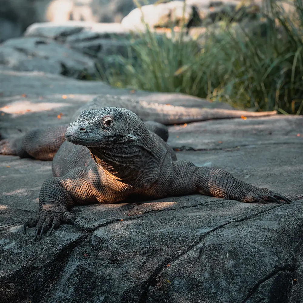 Komodovaraan