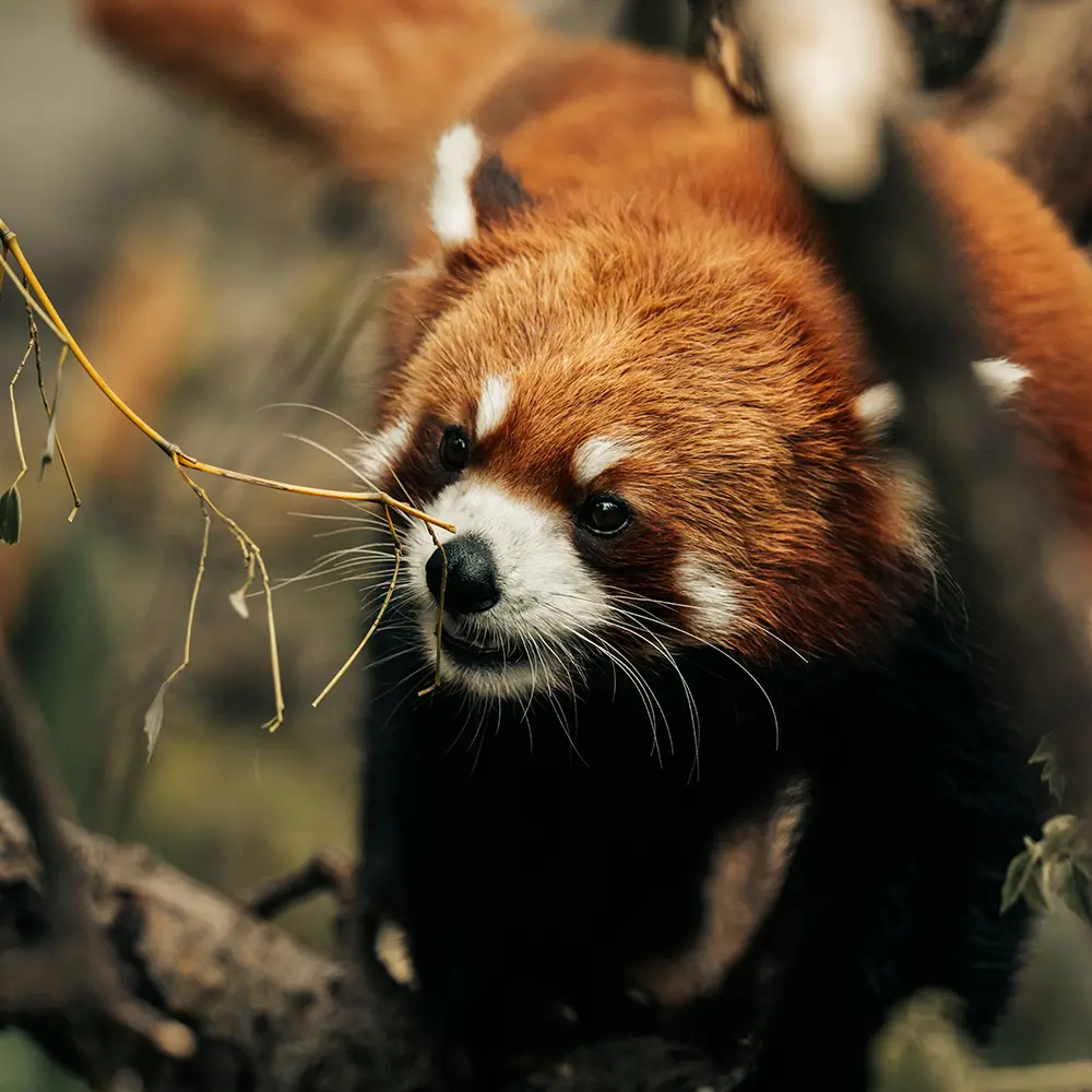 Rode panda